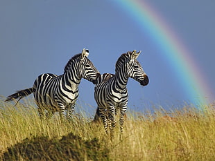 two zebra walking on grassland under the rainbow